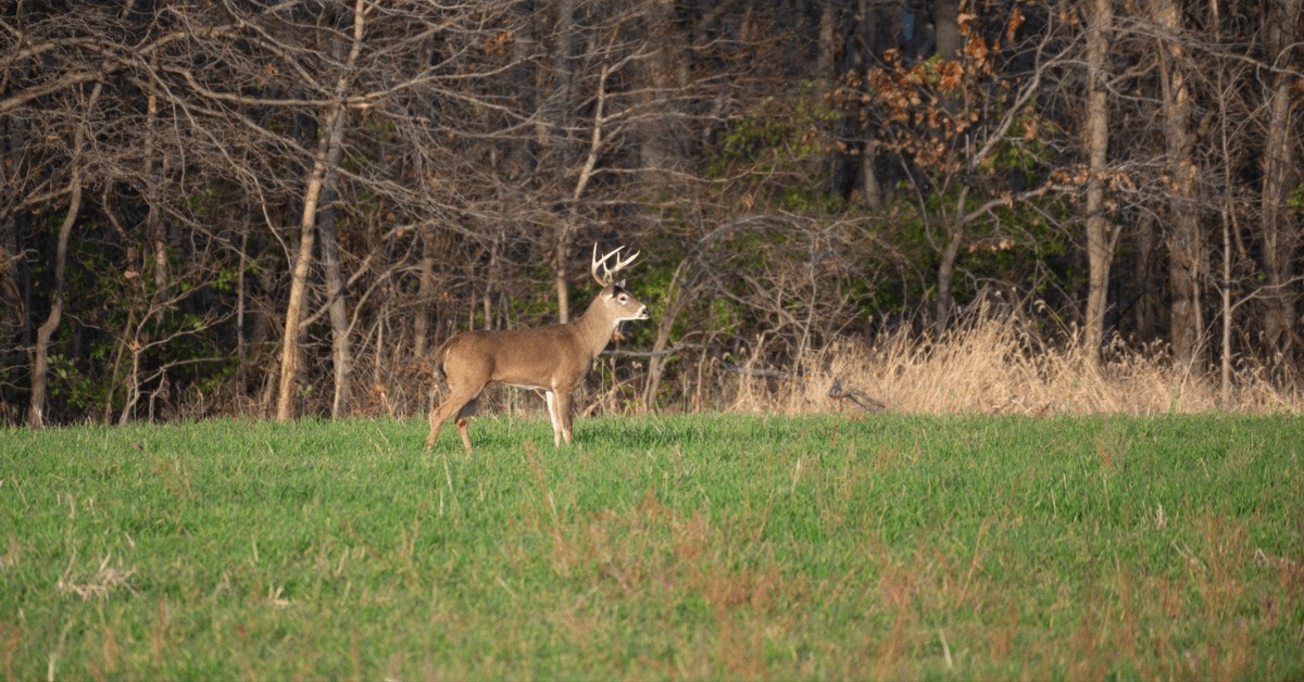 Featured Image for Understanding Fertilizer Applications for Food Plots